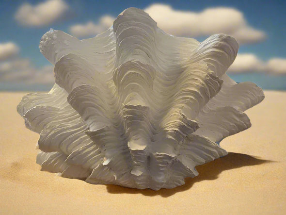 Frilled Clam Shell