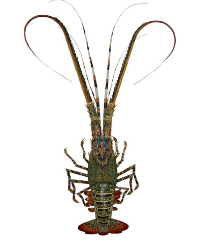 Bamboo Painted Lobster--3D