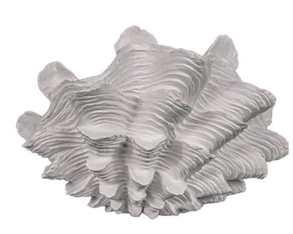 Frilled Clam Shell