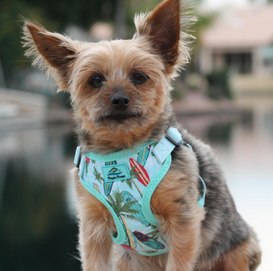 Surfboards & Palms Dog Harness