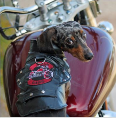 Biker Dog Motorcycle Jacket