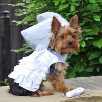 Dog Bride Bridesmaid Wedding Costume Dress Veil