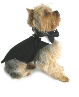 Black Dog Harness Tuxedo with Tails and Matching Leash