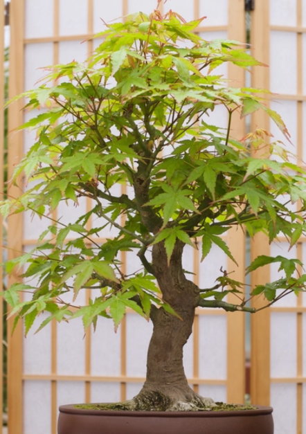 Japanese Maple Bonsai Tree Kit