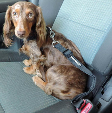 Dog Seatbelt Leash